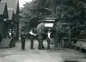 Den asiatiska elefanthonan Indiarani utrustas med en sadel av djurskötare på norra sidan av elefanthuset. London Zoo, augusti 1920 av Frederick William Bond