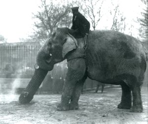 Asiatisk elefanthona, indiarani, flyttar timmer med sin snabel, medan hennes skötare sitter på rygg och dirigerar henne, London Zoo, 1925 av Frederick William Bond