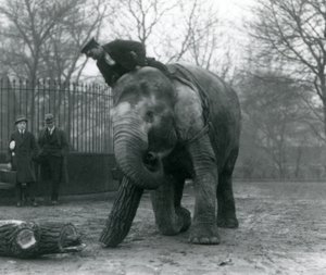 Asiatisk elefanthona, indiarani, flyttar timmer med sin snabel, medan hennes djurskötare sitter på hennes rygg och dirigerar henne och två andra personer tittar på, London Zoo, 1925 av Frederick William Bond