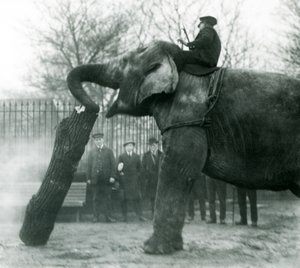 Asiatisk elefanthona, indiarani, flyttar timmer med sin snabel, medan hennes skötare sitter på rygg och dirigerar henne, London Zoo, 1925 av Frederick William Bond