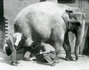 Den asiatiska elefanthonan Sundermalah fick sina fötter trimmade av sina djurhållare på London Zoo, augusti 1926 av Frederick William Bond