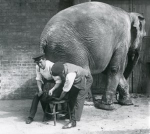 Kvinnlig asiatisk elefant som trimmas av sina fötter på London Zoo, augusti 1926 av Frederick William Bond