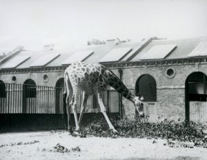 Kvinnlig giraff, 
