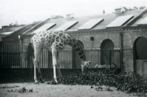 Kvinnlig giraff, 