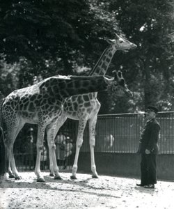 Kvinnliga giraffer Maud och Maggie, med målvakten Ernie Professor Bowman, London Zoo, juli 1924 av Frederick William Bond