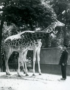 Kvinnliga giraffer Maud och Maggie, med målvakten Ernie Professor Bowman, London Zoo, juli 1924 av Frederick William Bond