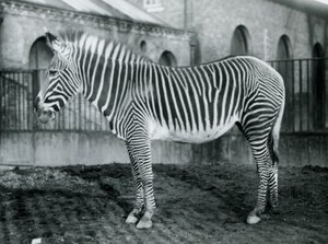 Kvinnliga Grevys Zebra, eller Imperial Zebra, Jennie står i sin hage på London Zoo, 1927 av Frederick William Bond