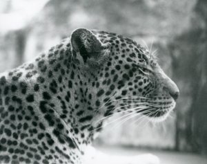 Leopardhonan Daisy på London Zoo i augusti 1925 av Frederick William Bond
