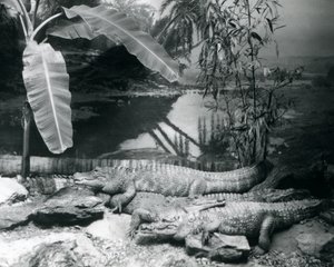 Fyra Alligatorer, i en panoramamiljö med ett bananträd, på London Zoo 1929 (s/v foto) av Frederick William Bond