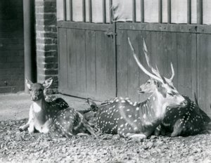 Four Axis Deer inklusive, en bock med horn, på London Zoo 1924 av Frederick William Bond
