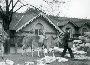 Fyra Eland följer sin djurhållare, vid matning, i hage utanför Antelope House, London Zoo, juni 1925 av Frederick William Bond
