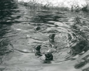 Fyra kungpingviner simmar i deras pool på London Zoo, juni 1927 av Frederick William Bond