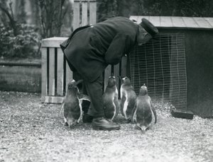 Gentoo Penguins med målvakten Albert White, London Zoo, ca 1914 av Frederick William Bond