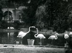 Greater Flamingos på deras sjö i London Zoo 1924 av Frederick William Bond