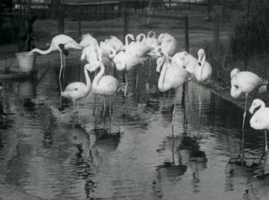 Greater Flamingos på sin damm i London Zoo, 1926 av Frederick William Bond