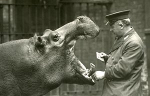 Flodhästen Bobbie med målvakten Ernie Bowman, London Zoo, 1927 av Frederick William Bond