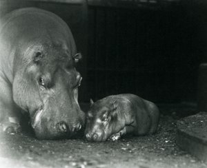 Hippopotamus Joan med sin hankalv Jimmy på London Zoo i mars 1927 av Frederick William Bond