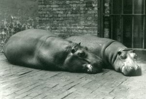 Flodhästarna Bobbie och Joan ligger ner i sin inhägnad i London Zoo, juli 1923 (svartvitt foto) av Frederick William Bond