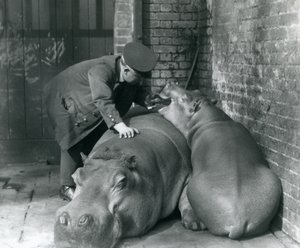 Flodhästarna Joan och Jimmy på London Zoo 1927 av Frederick William Bond