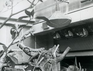 Leguaner, solar sig på grenar och njuter av det konstgjorda solljuset i deras inhägnad, London Zoo, augusti 1928 (s/v foto) av Frederick William Bond