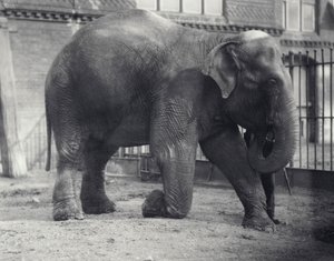 Indisk elefant, Assam Lukhi, knäböjer med målvakten på London Zoo, april 1914 av Frederick William Bond