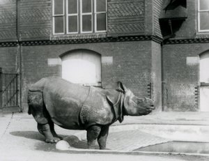 Indiska noshörningen Felix står vid kanten av sin pool på London Zoo 1927 av Frederick William Bond