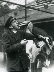 Keeper, T. Raggett matar en stor indisk näshornsfågel med en frukt i munnen. London Zoo 1924 av Frederick William Bond