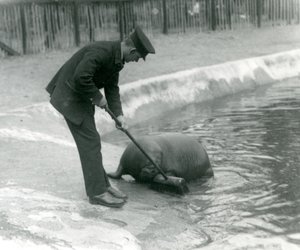 Keeper Arthur Chandler sopar valrossbassängen, London Zoo, 1924 av Frederick William Bond