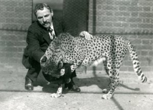 Keeper Charles Dixon med en lekfull gepard på London Zoo, oktober 1922 av Frederick William Bond