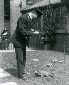 Keeper Collins på en gräsmatta i London Zoo med en Clouded Rock Iguana i ledning, London Zoo, 1924 av Frederick William Bond