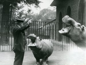 Väktaren Ernie Bowman med flodhästarna Bobbie och Joan i London Zoo, juli 1923 (svart foto) av Frederick William Bond