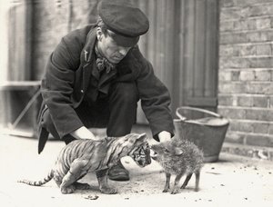 Väktaren H. Warwick med en tigerunge och en peccary, fotograferad på ZSL London Zoo, maj 1914. av Frederick William Bond
