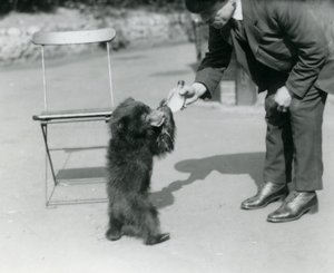 Keeper Harry Warwick flaska matar en sengångsbjörnunge på London Zoo, augusti 1921 av Frederick William Bond