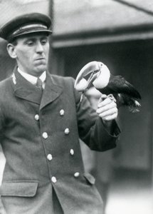 Keeper, Thomas Raggett, håller en rödnäbbad tukan med ett ägg i munnen på London Zoo 1924 av Frederick William Bond