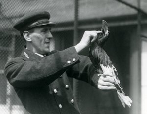 Keeper, Thomas Raggett, strök en stor indisk näshornsfågel under näbben på London Zoo, 1924 av Frederick William Bond