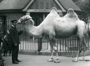 Keeper W. Styles, med en baktrisk kamel, utanför Lamahuset på London Zoo, juli 1914 av Frederick William Bond