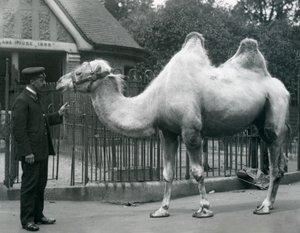 Keeper W. Styles, med en baktrisk kamel, utanför Lamahuset på London Zoo, juli 1914 av Frederick William Bond