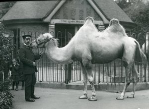 Keeper W. Styles, med en baktrisk kamel, utanför Lamahuset på London Zoo, juli 1914 av Frederick William Bond