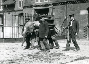 Väktarna Jack Milbourne, H Robertson och Thomas tränar en ung asiatisk elefant, London Zoo, maj 1922 (svart foto). av Frederick William Bond