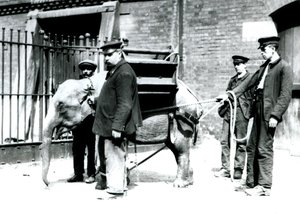 Väktarna Jack Milbourne, H Robertson och Thomas tränar en ung asiatisk elefant, London Zoo, maj 1922 (svart foto). av Frederick William Bond