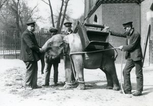 Väktarna Jack Milbourne, H Robertson och Thomas tränar en ung asiatisk elefant, London Zoo, maj 1922 (svart foto). av Frederick William Bond