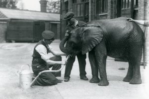 Skötare hjälper den unga afrikanska elefanten Kiberenge att dricka ur en slang som har fästs vid en vattenkanna, London Zoo, juli 1924 av Frederick William Bond