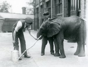Skötare hjälper unga hane av afrikansk elefant Kiberenge att dricka ur en slang som har fästs vid en vattenkanna, London Zoo, juli 1924 av Frederick William Bond