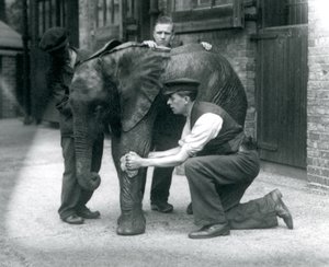 Väktare som oljar huden på den unga afrikanska elefanten Kiberenge, London Zoo, juli 1924 av Frederick William Bond