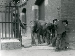 Väktare med ung hane av afrikansk elefant Kiberenge, London Zoo, 1924 av Frederick William Bond