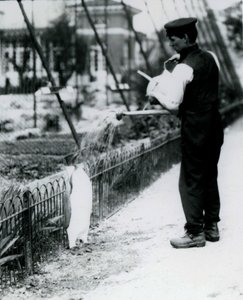 King Penguin, som fick en dusch, av djurhållaren Harry Munro, med en vattenkanna på London Zoo maj 1914. Munro dödades i första världskriget efter att ha tjänstgjort i armén, i luftskepp och på anti-subma av Frederick William Bond