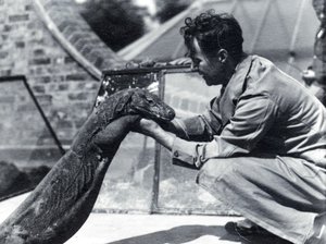 Komodovaranen på Sumbawa med vårdaren H. Alec Budd, 1928 av Frederick William Bond