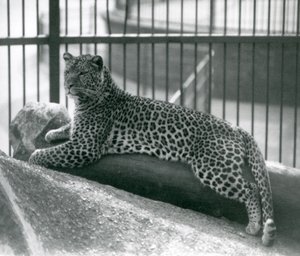 Leopard Rex liggande på en stock i sitt inhägnad på London Zoo i juli 1925 av Frederick William Bond