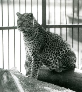 Leopard Rex sitter på en stock i sitt inhägnad på London Zoo i juni 1925 av Frederick William Bond