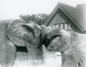 Den afrikanska elefanthanen Kiberenge och den afrikanska elefanthonan Hango hälsar varandra genom att knyta stammar på London Zoo i oktober 1927. Kiberenge hade presenterats för London Zoo av H.E. Sir Horace Byatt av Frederick William Bond